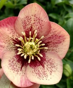 Garden Goods Direct Helleborus Sandy Shores Perennials