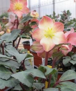 Garden Goods Direct Helleborus Mahogany Snow Perennials