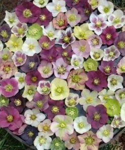 Garden Goods Direct Helleborus Pine Knot Select Perennials