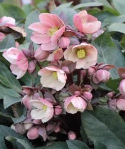 Garden Goods Direct Perennials Helleborus Pink Frost