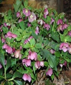 Garden Goods Direct Helleborus Royal Heritage
