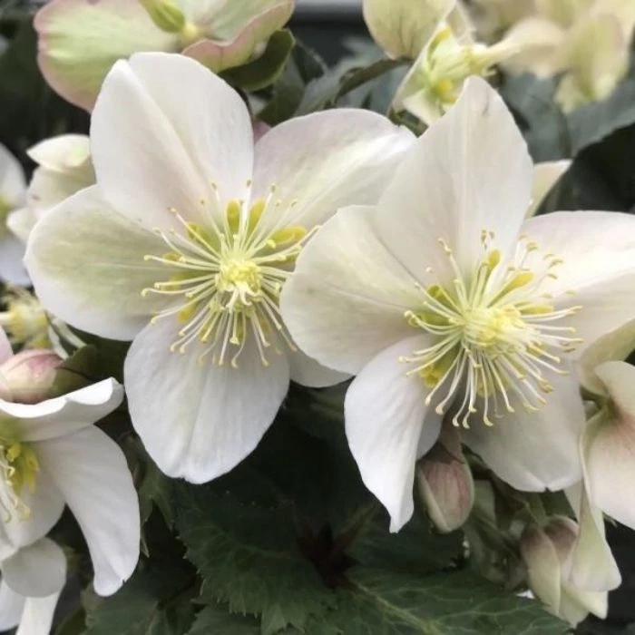 Garden Goods Direct Helleborus Shooting Star Perennials 2 Garden Goods Direct Helleborus Shooting Star Perennials