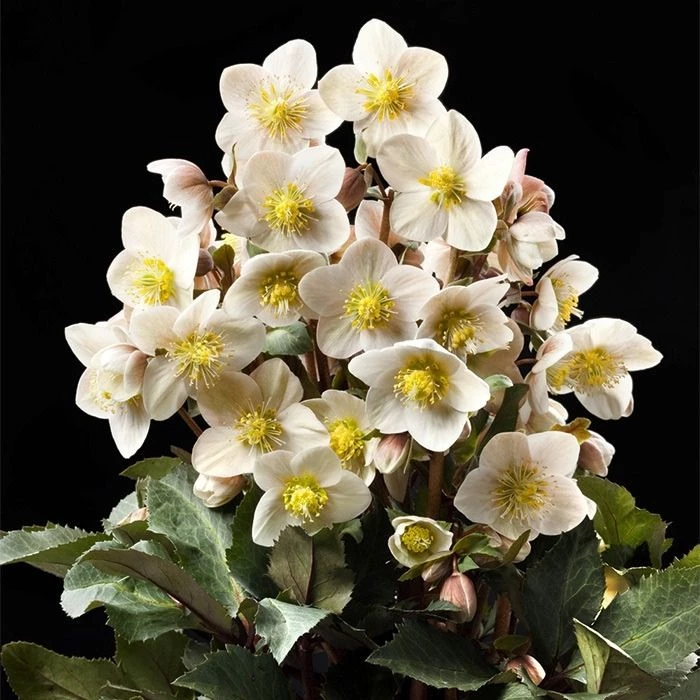 Garden Goods Direct Helleborus Shooting Star Perennials 3 Garden Goods Direct Helleborus Shooting Star Perennials