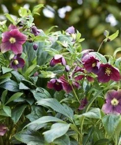 Garden Goods Direct Perennials Helleborus Viv Victoria