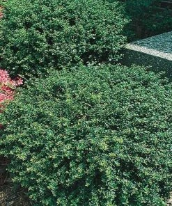 Garden Goods Direct Shrubs Helleri Holly