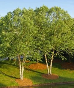 Garden Goods Direct Heritage River Birch
