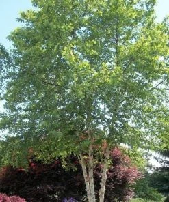 Garden Goods Direct Heritage River Birch