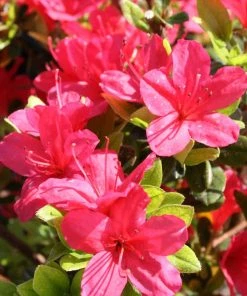 Garden Goods Direct Shrubs Hershey Red Azalea 6 Garden Goods Direct Shrubs Hershey Red Azalea