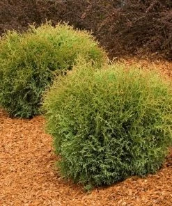 Garden Goods Direct Shrubs Hetz Midget Arborvitae 5 Garden Goods Direct Shrubs Hetz Midget Arborvitae
