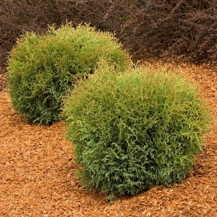 Garden Goods Direct Shrubs Hetz Midget Arborvitae 3 Garden Goods Direct Shrubs Hetz Midget Arborvitae