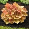 Garden Goods Direct Heuchera Caramel Perennials