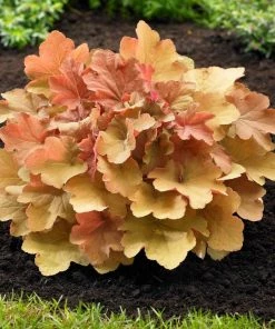 Garden Goods Direct Heuchera Caramel Perennials