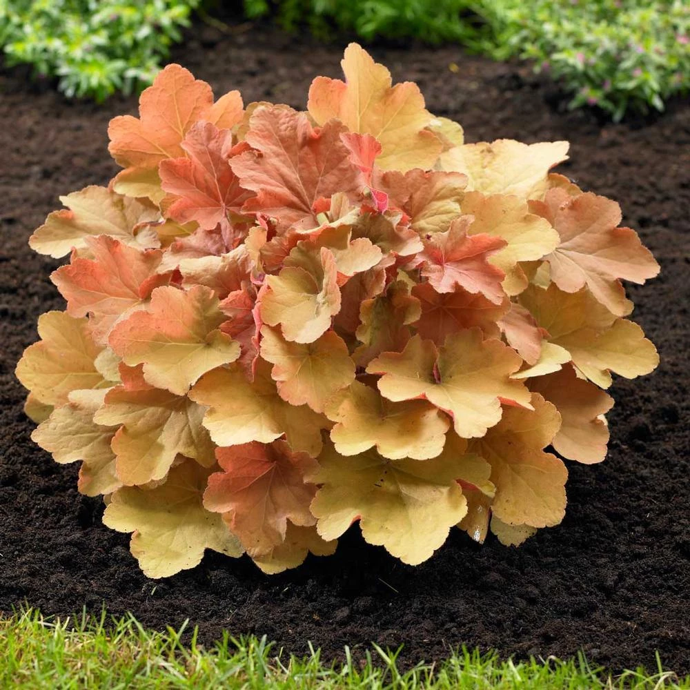 Garden Goods Direct Heuchera Caramel Perennials 1 Garden Goods Direct Heuchera Caramel Perennials