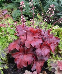 Garden Goods Direct Heuchera Fire Alarm Perennials