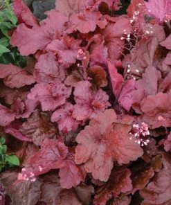 Garden Goods Direct Heuchera Fire Alarm Perennials 6 Garden Goods Direct Heuchera Fire Alarm Perennials