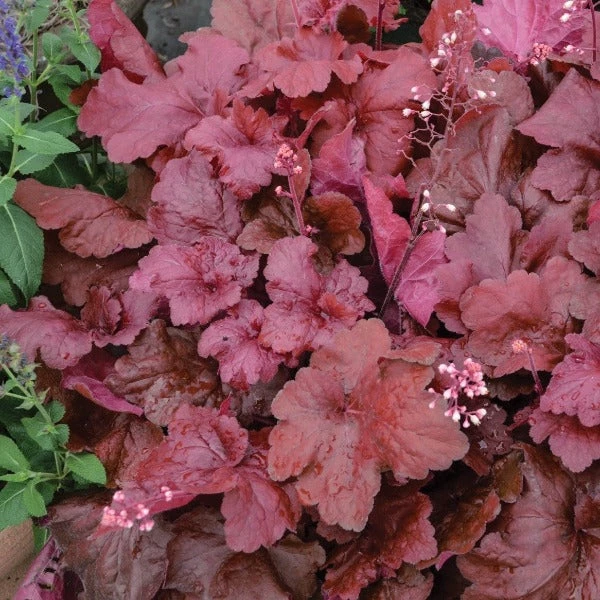 Garden Goods Direct Heuchera Fire Alarm Perennials 3 Garden Goods Direct Heuchera Fire Alarm Perennials