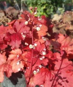Garden Goods Direct Heuchera Fire Alarm Perennials 7 Garden Goods Direct Heuchera Fire Alarm Perennials
