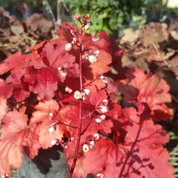 Garden Goods Direct Heuchera Fire Alarm Perennials 4 Garden Goods Direct Heuchera Fire Alarm Perennials