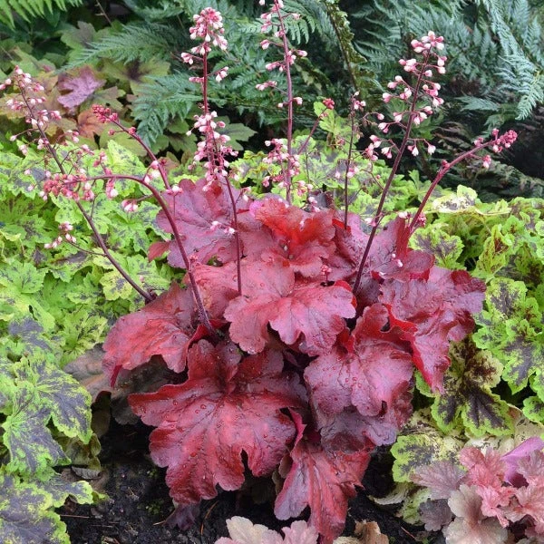Garden Goods Direct Heuchera Fire Alarm Perennials 1 Garden Goods Direct Heuchera Fire Alarm Perennials