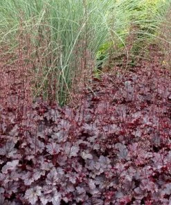 Garden Goods Direct Heuchera Plum Pudding Perennials