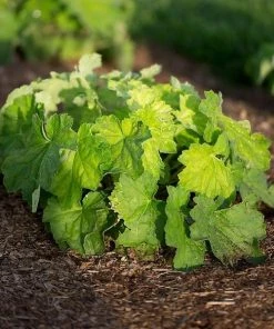 Garden Goods Direct Perennials Heuchera Autumn Bride