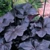Garden Goods Direct Perennials Heuchera Obsidian