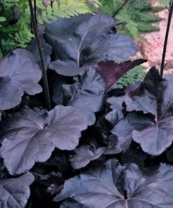 Garden Goods Direct Perennials Heuchera Obsidian