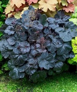 Garden Goods Direct Perennials Heuchera Obsidian