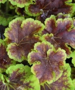 Garden Goods Direct Perennials Heucherella Solar Eclipse