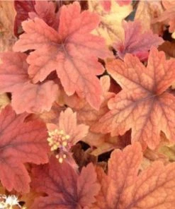 Garden Goods Direct Heucherella Sweet Tea