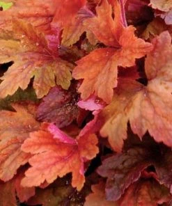 Garden Goods Direct Heucherella Sweet Tea