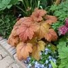 Garden Goods Direct Heucherella Sweet Tea
