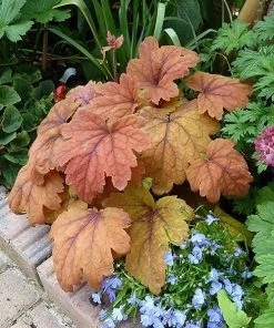 Garden Goods Direct Heucherella Sweet Tea
