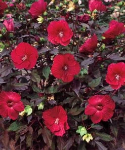 Garden Goods Direct Hibiscus Midnight Marvel Perennials