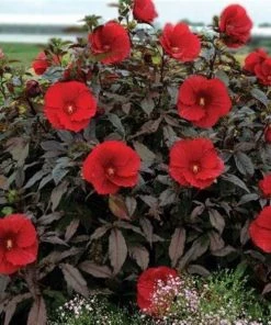 Garden Goods Direct Hibiscus Midnight Marvel Perennials