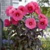 Garden Goods Direct Hibiscus Head Over Heels Passion
