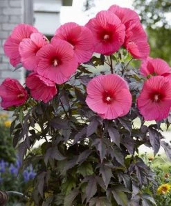 Garden Goods Direct Hibiscus Head Over Heels Passion