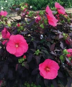 Garden Goods Direct Hibiscus Head Over Heels Passion