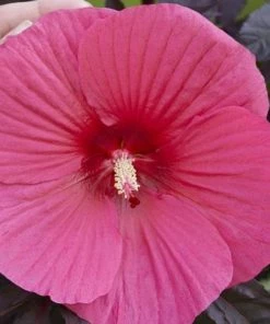 Garden Goods Direct Hibiscus Head Over Heels Passion
