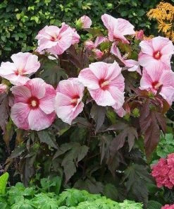 Garden Goods Direct Hibiscus Kopper King Perennials