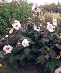 Garden Goods Direct Hibiscus Kopper King Perennials
