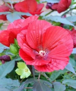 Garden Goods Direct Perennials Hibiscus Luna Red