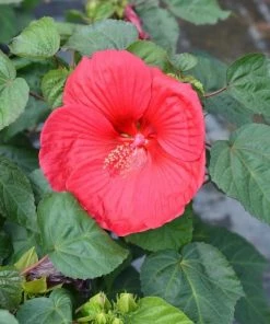 Garden Goods Direct Perennials Hibiscus Luna Red