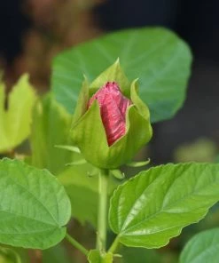 Garden Goods Direct Perennials Hibiscus Luna Red