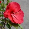 Garden Goods Direct Perennials Hibiscus Luna Red