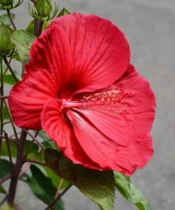 Garden Goods Direct Perennials Hibiscus Luna Red