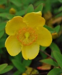 Garden Goods Direct Shrubs Hypericum Hidcote