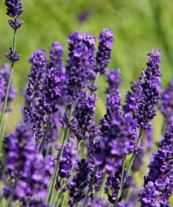 Garden Goods Direct Lavender Hidcote Perennials