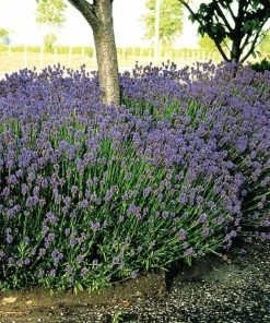 Garden Goods Direct Lavender Hidcote Perennials