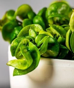 Garden Goods Direct Hindu Rope Plant House Plants